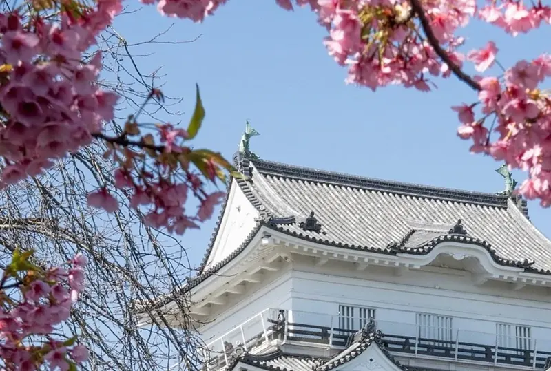 夜桜も楽しめる！300本の桜が彩る小田原城の春景色と見どころ・アクセスガイド